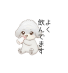 赤ちゃんトイプードル（使いやすい敬語）（個別スタンプ：14）