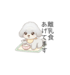 赤ちゃんトイプードル（使いやすい敬語）（個別スタンプ：16）