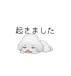 赤ちゃんトイプードル（使いやすい敬語）（個別スタンプ：23）