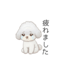 赤ちゃんトイプードル（使いやすい敬語）（個別スタンプ：24）