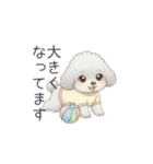 赤ちゃんトイプードル（使いやすい敬語）（個別スタンプ：30）