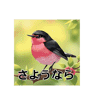 ぽっちゃりいした小鳥（個別スタンプ：40）