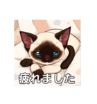 ペットの可愛いシャムネコ（個別スタンプ：4）