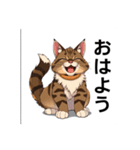 ペットの可愛いメインクーン（個別スタンプ：1）