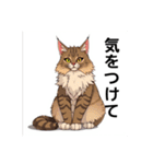 ペットの可愛いメインクーン（個別スタンプ：6）