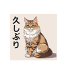 ペットの可愛いメインクーン（個別スタンプ：12）