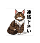 ペットの可愛いメインクーン（個別スタンプ：23）
