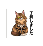 ペットの可愛いメインクーン（個別スタンプ：31）
