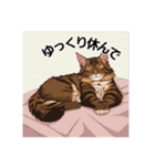 ペットの可愛いメインクーン（個別スタンプ：36）