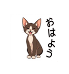 ペットの可愛いオリエンタルショートヘア（個別スタンプ：1）