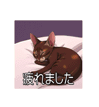 ペットの可愛いオリエンタルショートヘア（個別スタンプ：3）