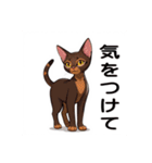 ペットの可愛いオリエンタルショートヘア（個別スタンプ：9）