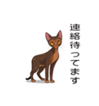 ペットの可愛いオリエンタルショートヘア（個別スタンプ：17）