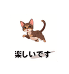 ペットの可愛いオリエンタルショートヘア（個別スタンプ：21）