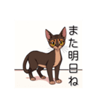 ペットの可愛いオリエンタルショートヘア（個別スタンプ：38）