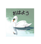 美しい湖の白鳥（個別スタンプ：1）