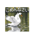 美しい湖の白鳥（個別スタンプ：22）