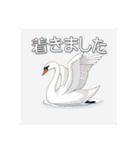 美しい湖の白鳥（個別スタンプ：25）