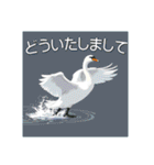 美しい湖の白鳥（個別スタンプ：26）