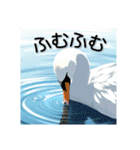 美しい湖の白鳥（個別スタンプ：39）