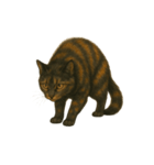 サビ柄のねこちゃん（個別スタンプ：5）