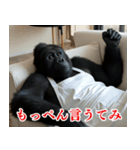 それゆけおとんゴリラ 2（個別スタンプ：30）
