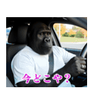 それゆけおとんゴリラ 2（個別スタンプ：31）