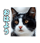 飛び出す★冬を感じるハチワレ_挨拶（個別スタンプ：1）