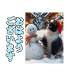 飛び出す★冬を感じるハチワレ_挨拶（個別スタンプ：2）