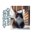 飛び出す★冬を感じるハチワレ_挨拶（個別スタンプ：4）