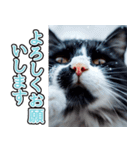 飛び出す★冬を感じるハチワレ_挨拶（個別スタンプ：5）