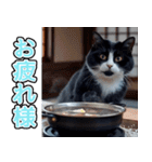 飛び出す★冬を感じるハチワレ_挨拶（個別スタンプ：6）
