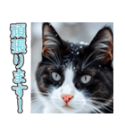 飛び出す★冬を感じるハチワレ_挨拶（個別スタンプ：18）