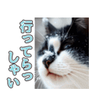飛び出す★冬を感じるハチワレ_挨拶（個別スタンプ：19）