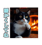 飛び出す★冬を感じるハチワレ_挨拶（個別スタンプ：21）