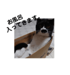 はちわれちょび髭ねこ こまめ その2（個別スタンプ：2）