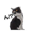 はちわれちょび髭ねこ こまめ その2（個別スタンプ：3）