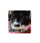 はちわれちょび髭ねこ こまめ その2（個別スタンプ：4）