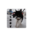 はちわれちょび髭ねこ こまめ その2（個別スタンプ：5）