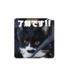 はちわれちょび髭ねこ こまめ その2（個別スタンプ：6）
