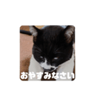 はちわれちょび髭ねこ こまめ その2（個別スタンプ：7）