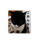 はちわれちょび髭ねこ こまめ その2（個別スタンプ：8）