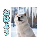 飛び出す★冬を感じる白柴_挨拶（個別スタンプ：1）