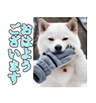 飛び出す★冬を感じる白柴_挨拶（個別スタンプ：2）