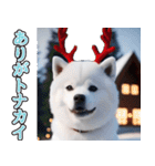 飛び出す★冬を感じる白柴_挨拶（個別スタンプ：3）
