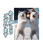 飛び出す★冬を感じる白柴_挨拶（個別スタンプ：4）