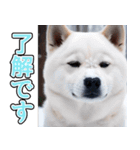 飛び出す★冬を感じる白柴_挨拶（個別スタンプ：9）