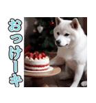 飛び出す★冬を感じる白柴_挨拶（個別スタンプ：10）
