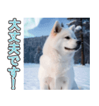 飛び出す★冬を感じる白柴_挨拶（個別スタンプ：11）