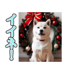 飛び出す★冬を感じる白柴_挨拶（個別スタンプ：12）